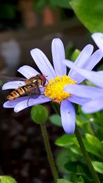 Close-up of butterfly pollinating on flower