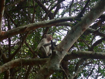 Low angle view of man sitting on tree in forest