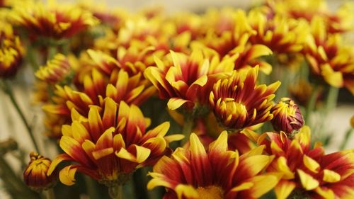 Close-up of yellow flowers
