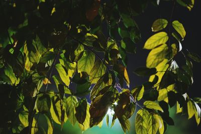 Low angle view of fruits on tree