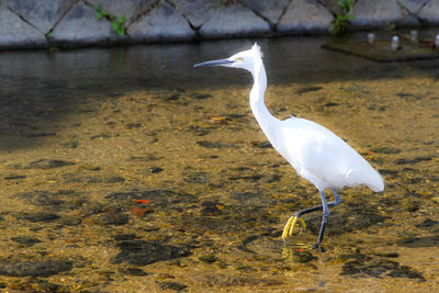 Bird perching on a lake