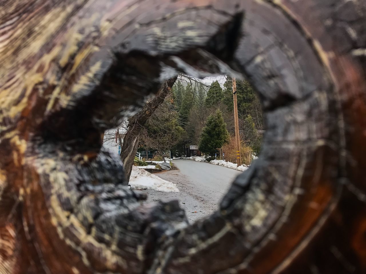 CLOSE-UP OF TREE TRUNK BY WOODEN WALL