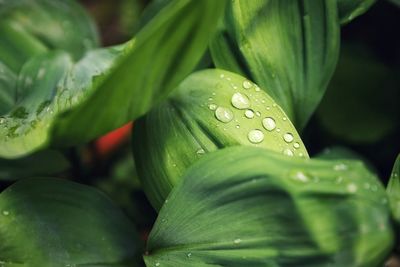 Close-up of wet leaves