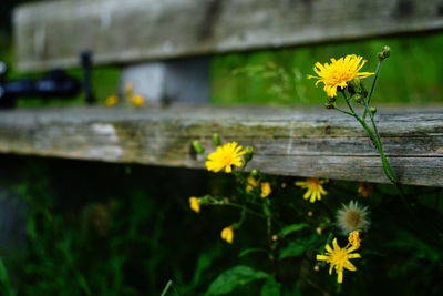 Close-up of yellow flowering plant