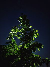 Low angle view of tree against clear sky at night