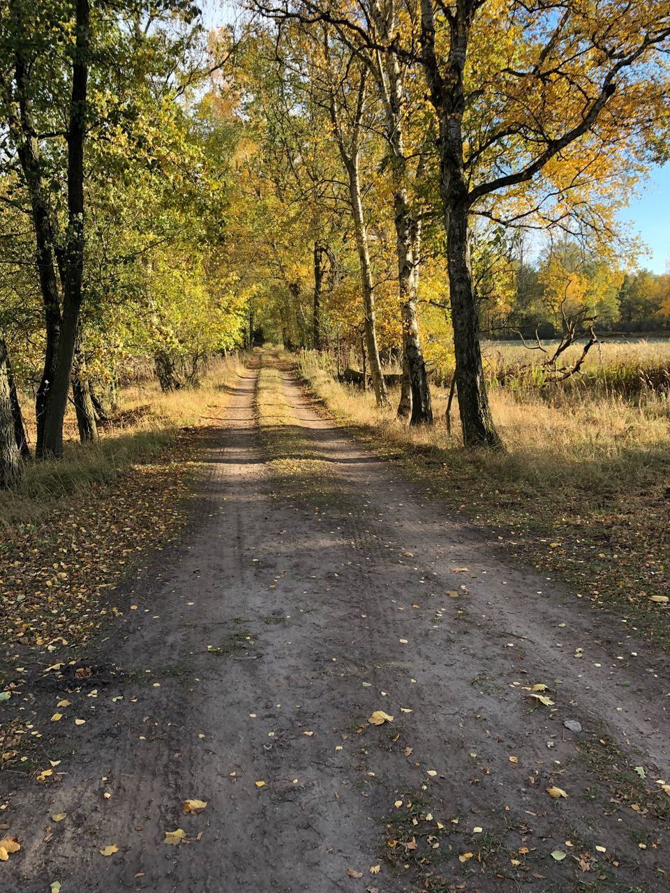 ROAD AMIDST TREES IN FOREST