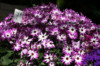 Close-up of purple flowers blooming outdoors