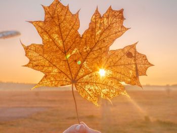 Low angle view of maple leaf against sky during autumn