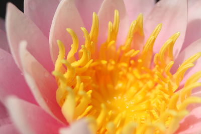 Close-up of yellow flower