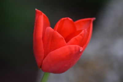 Close-up of red tulip