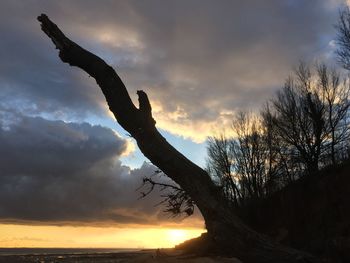 Bare trees against cloudy sky