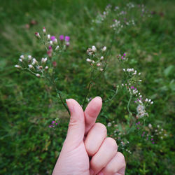 Close-up of hand holding small purple flower