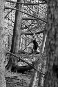 Low angle view of bird on tree