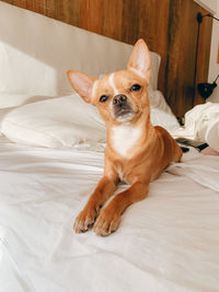 Portrait of a dog lying on bed