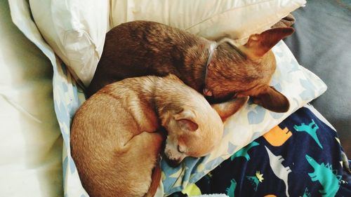 High angle view of dog sleeping on bed