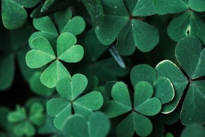 Green background with three-leaved shamrocks. st. patrick's day holiday symbol.