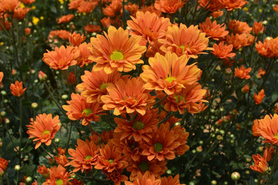 Close-up of orange flowering plants in garden