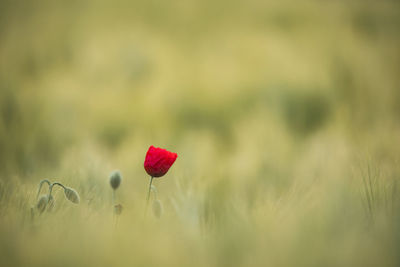 Close-up of red poppy flower on field