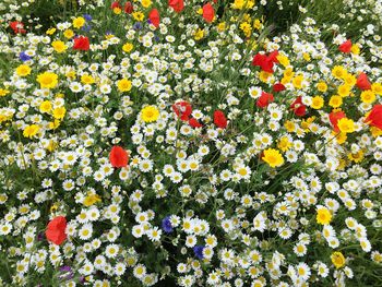 High angle view of multi colored flowers blooming in field