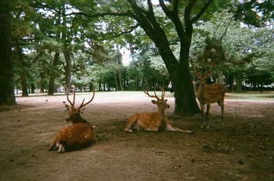 Deer on tree