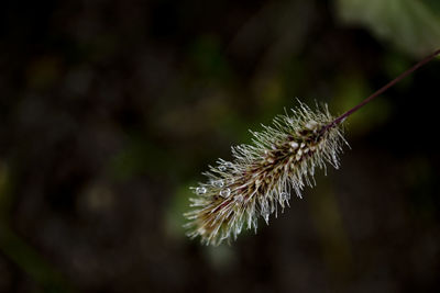 Close-up of wilted plant