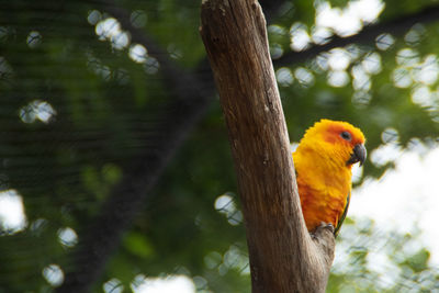 Low angle view of parrot perching on tree