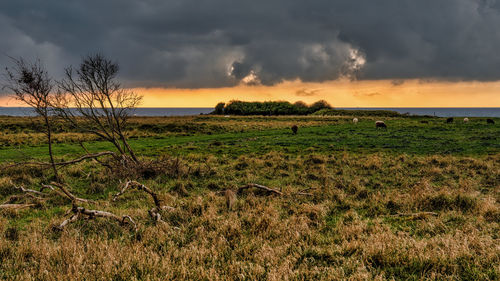 Scenic view of field against sky during sunset