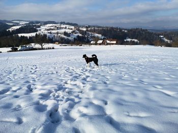 Dog standing on snow covered land