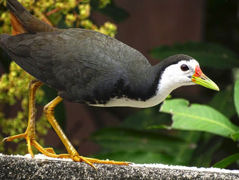 Close-up of bird