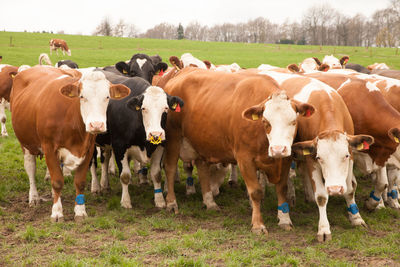 Cows on field