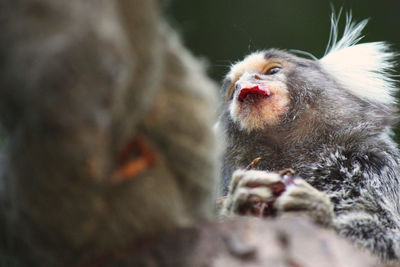 Marmoset from below in tree