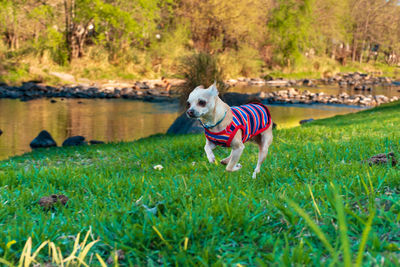 Dog in a lake