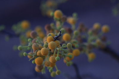 Close-up of flowering plant