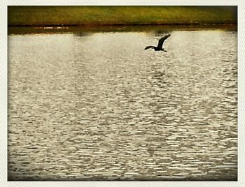 View of birds in flight