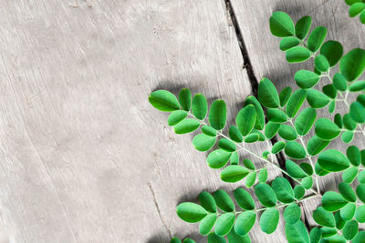 Close-up of succulent plant against wall