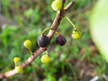 Close-up of fruits growing on tree