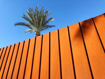 Low angle view of palm tree