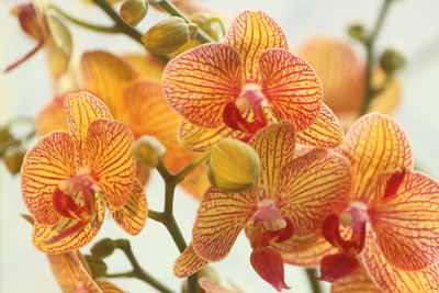 Phalaenopsis orchid shaped like butterflies