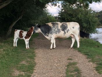 Cow standing on field