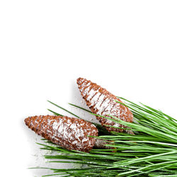 Close-up of plant against white background