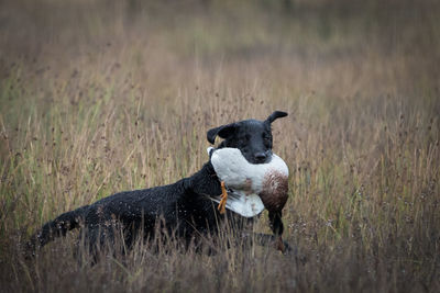 Black dog in a field