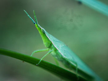 Close-up of insect on plant