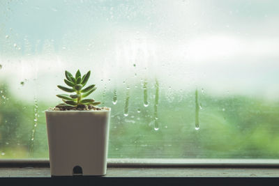 Green plants on the window