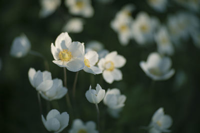 Close-up of white flowering plant