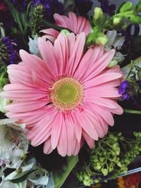 Close-up of pink flower blooming outdoors