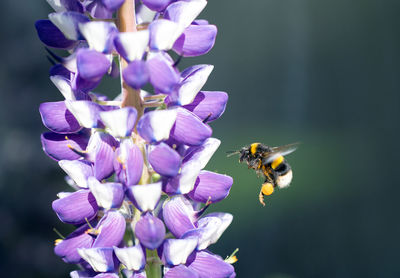 Bumble bee in flight with a purple lupin