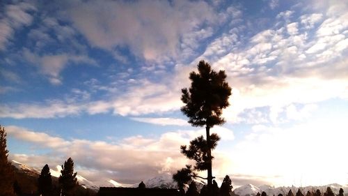 Low angle view of trees against cloudy sky