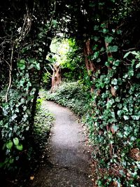 View of footpath amidst plants