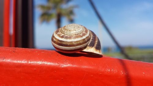 Close-up of snail on red wall during sunny day