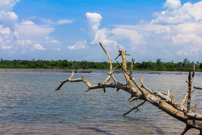 Driftwood on wooden post in lake against sky